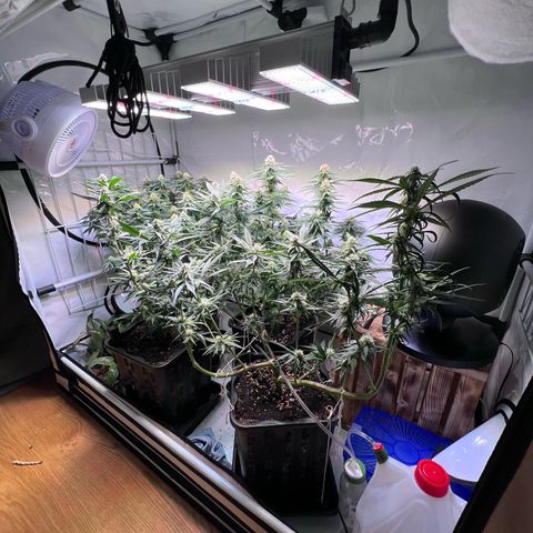 S.N.B  #1 growlog timeline photo