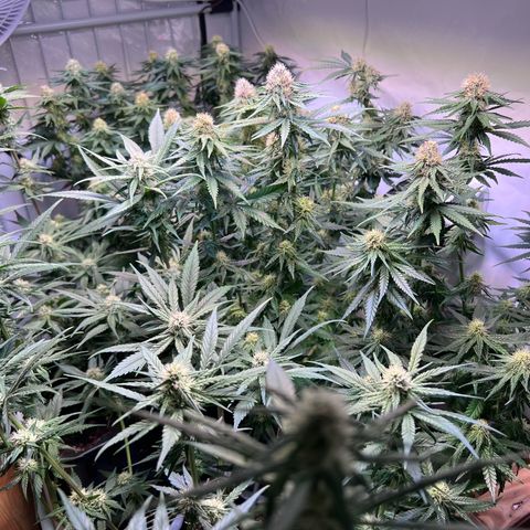 S.N.B  #1 growlog timeline photo
