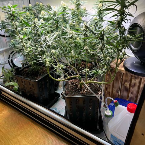 S.N.B  #1 growlog timeline photo