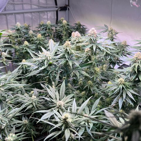 S.N.B  #1 growlog timeline photo