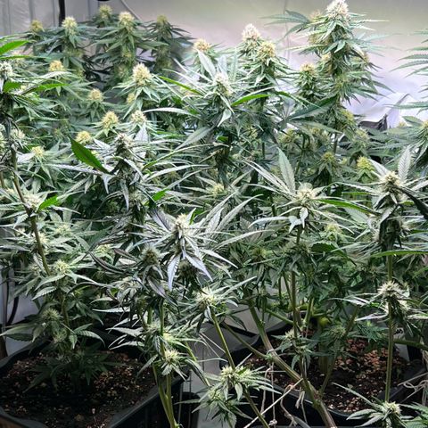S.N.B  #1 growlog timeline photo