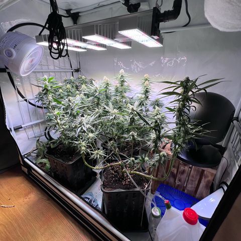 S.N.B  #1 growlog timeline photo