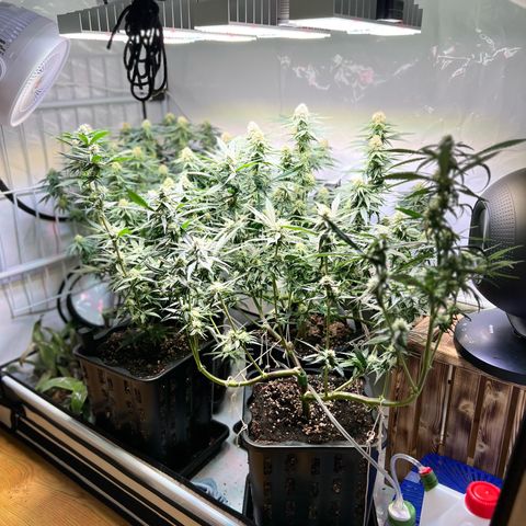 S.N.B  #1 growlog timeline photo