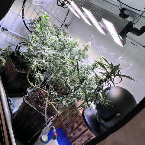 S.N.B  #1 growlog timeline photo