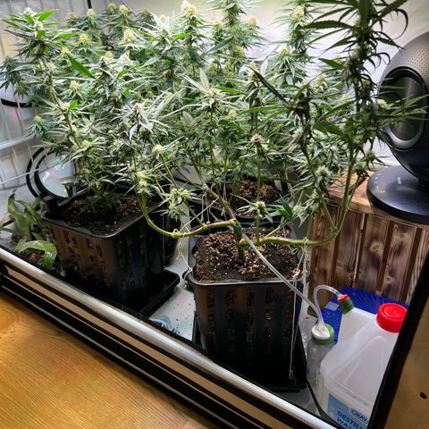 S.N.B  #1 growlog timeline photo