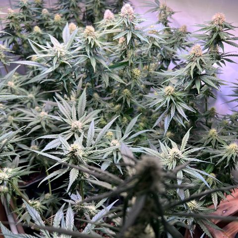 S.N.B  #1 growlog timeline photo