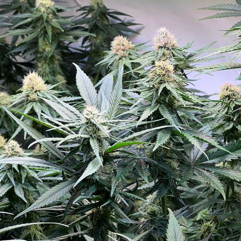 S.N.B  #1 growlog timeline photo