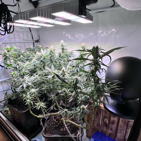 S.N.B  #1 growlog timeline photo