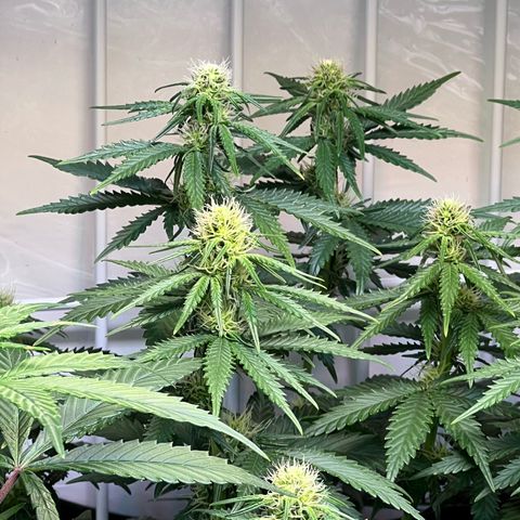 S.N.B  #1 growlog timeline photo