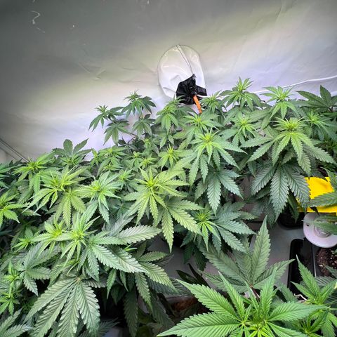 S.N.B  #1 growlog timeline photo