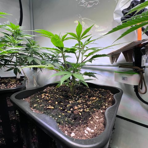 S.N.B  #1 growlog timeline photo