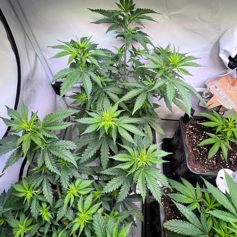 S.N.B  #1 growlog timeline photo