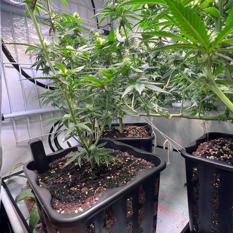 S.N.B  #1 growlog photo: Blätter abgezupft, eine gute Handvoll. 
Fenster gestern mit Klebeband abgedichtet im Schlafzimmer und der Küche.
