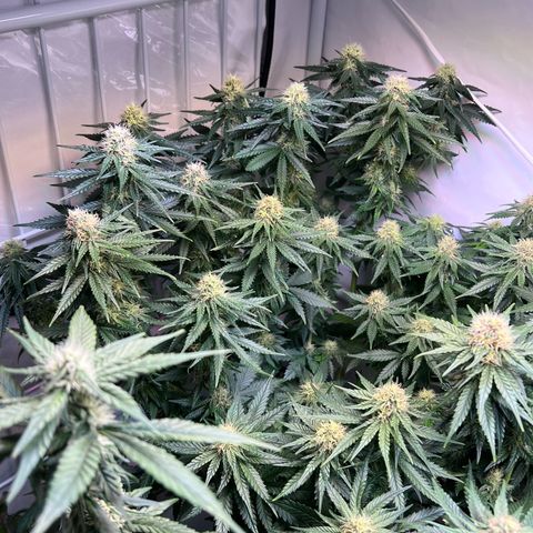 S.N.B  #1 growlog timeline photo