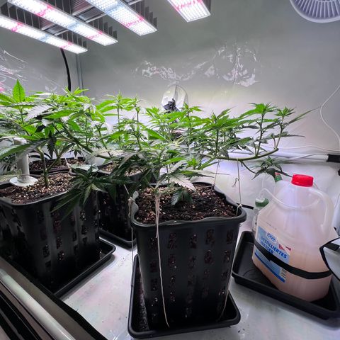 S.N.B  #1 growlog timeline photo