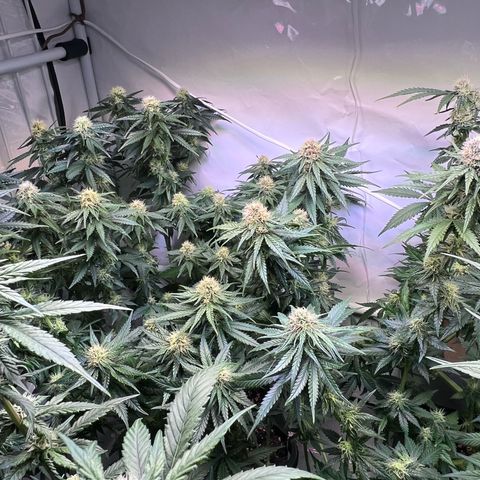S.N.B  #1 growlog timeline photo