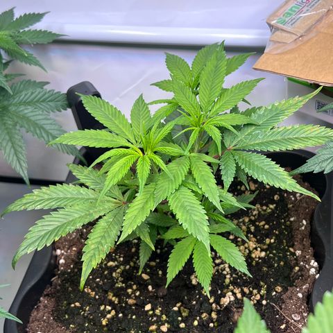 S.N.B  #1 growlog timeline photo