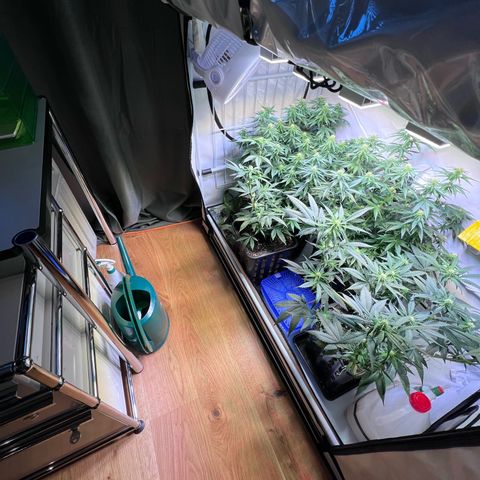 S.N.B  #1 growlog photo: Perfekt Umgestellt!