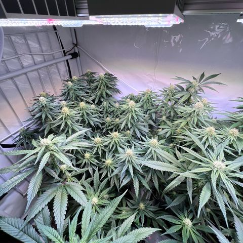 S.N.B  #1 growlog timeline photo