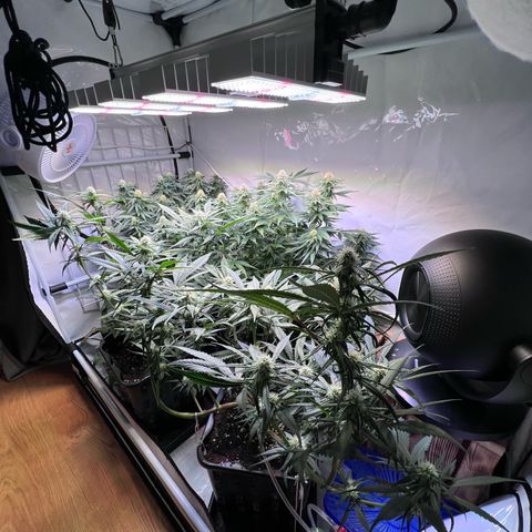 S.N.B  #1 growlog timeline photo
