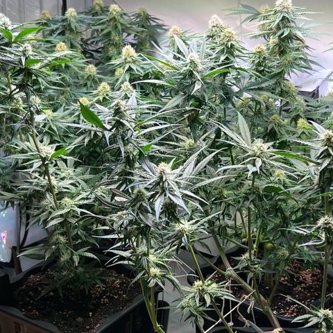 S.N.B  #1 growlog timeline photo