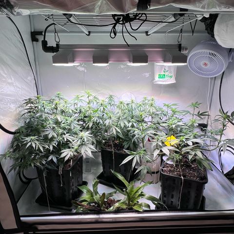 S.N.B  #1 growlog timeline photo