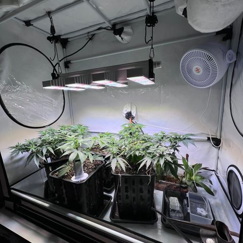 S.N.B  #1 growlog timeline photo