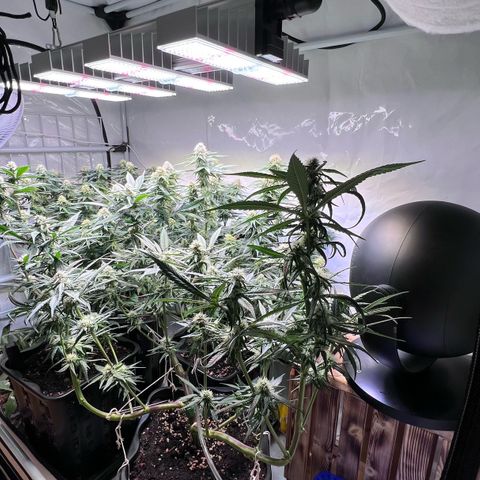 S.N.B  #1 growlog timeline photo