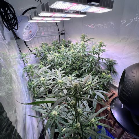 S.N.B  #1 growlog timeline photo