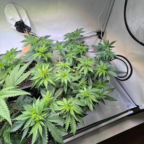 S.N.B  #1 growlog timeline photo