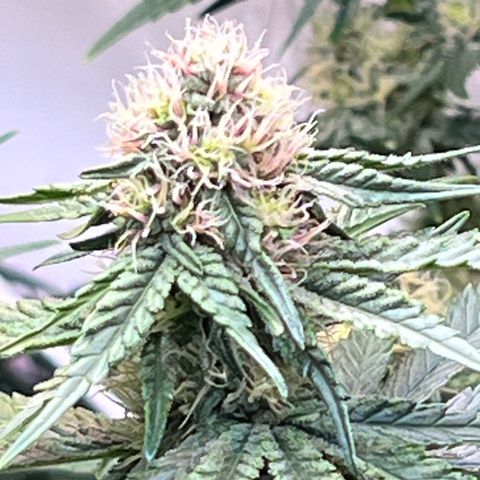 S.N.B  #1 growlog timeline photo