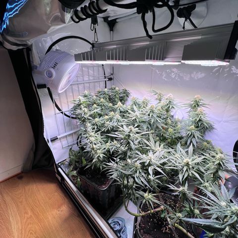 S.N.B  #1 growlog timeline photo