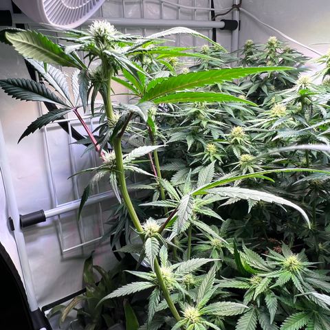 S.N.B  #1 growlog photo: Dito.