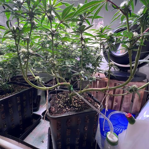 S.N.B  #1 growlog timeline photo