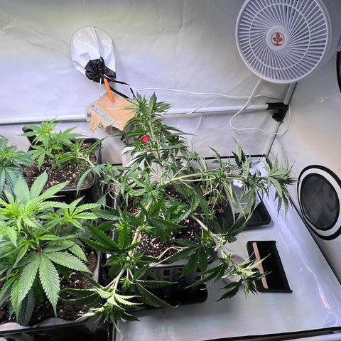 S.N.B  #1 growlog timeline photo