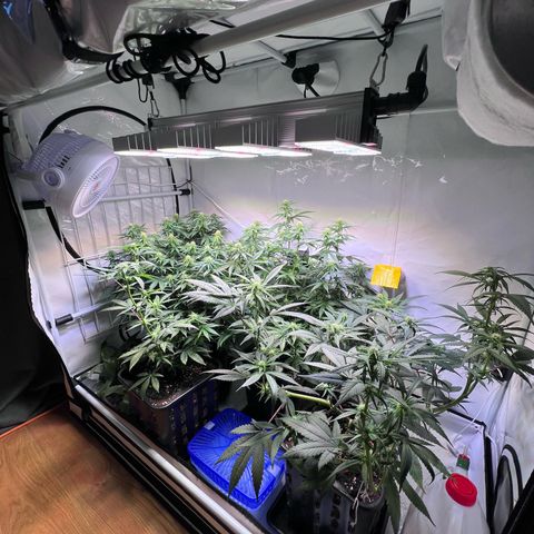 S.N.B  #1 growlog photo: Perfekt Umgestellt! 