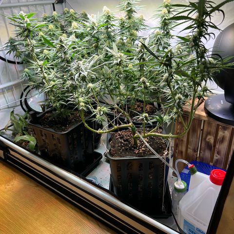S.N.B  #1 growlog timeline photo