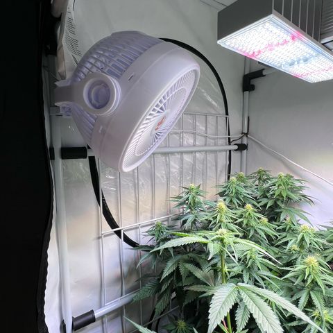 S.N.B  #1 growlog photo: Perfekt Umgestellt! 