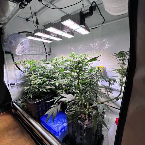 S.N.B  #1 growlog photo: Perfekt Umgestellt!