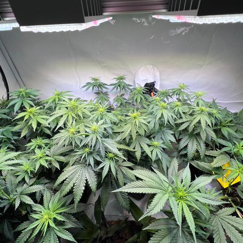 S.N.B  #1 growlog timeline photo