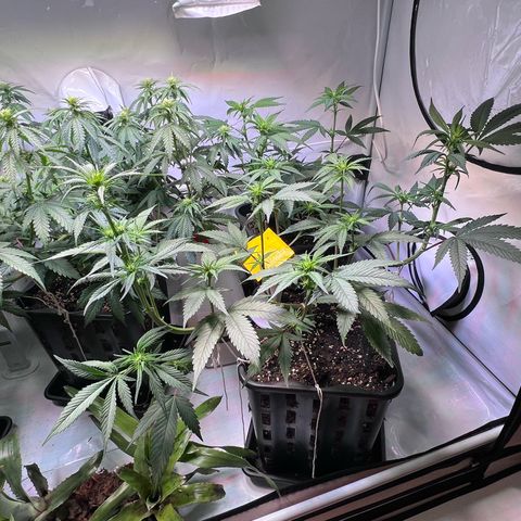 S.N.B  #1 growlog timeline photo