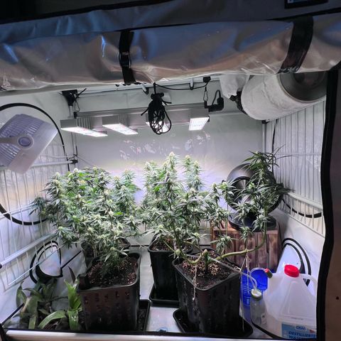 S.N.B  #1 growlog timeline photo