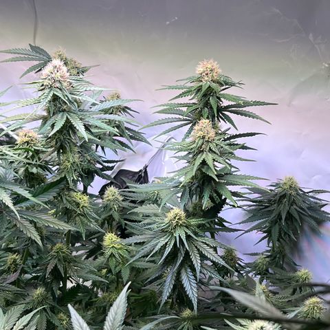 S.N.B  #1 growlog timeline photo