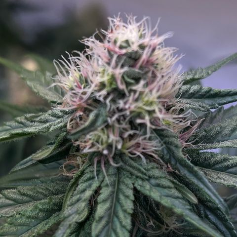 S.N.B  #1 growlog timeline photo