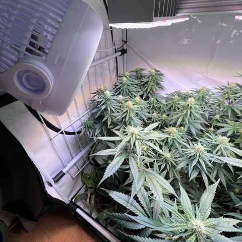 S.N.B  #1 growlog timeline photo