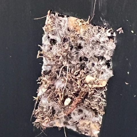 S.N.B  #1 growlog timeline photo