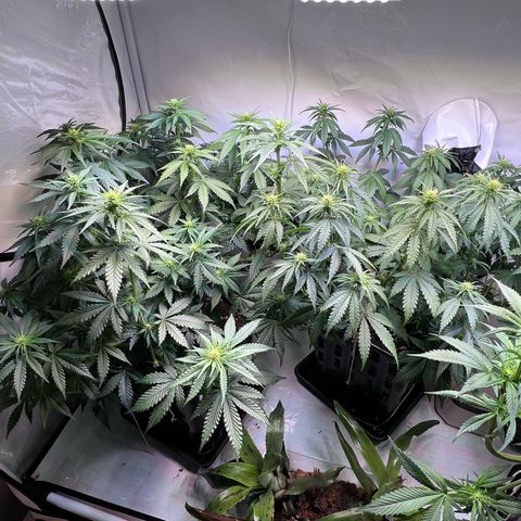 S.N.B  #1 growlog timeline photo