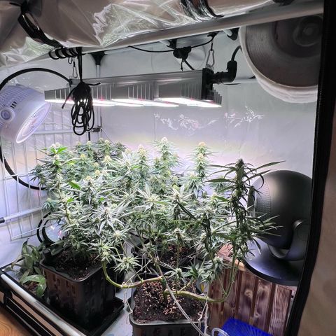 S.N.B  #1 growlog timeline photo