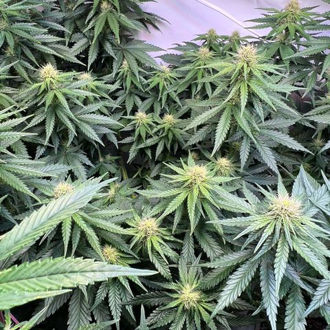 S.N.B  #1 growlog photo: Dito.