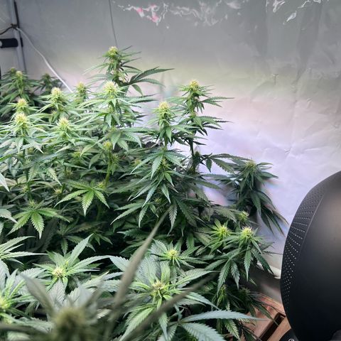 S.N.B  #1 growlog timeline photo